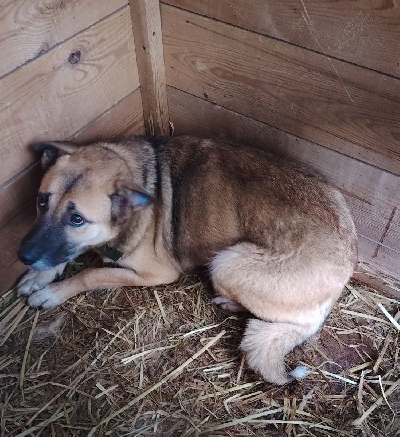 Кличка Зая Кличка Зая