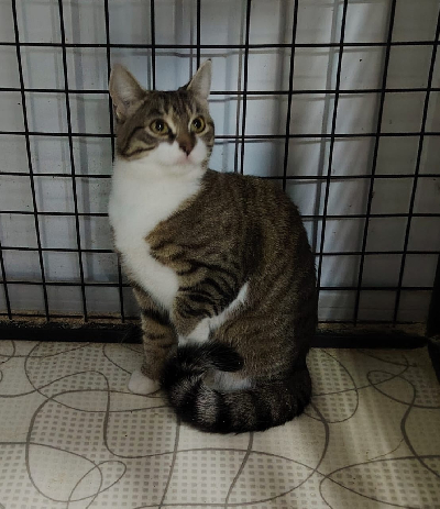 Кличка Муся Кличка Муся