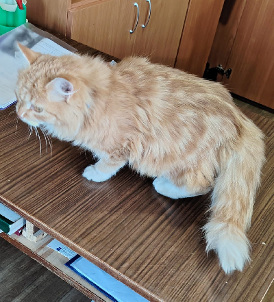 Кличка Василиса Кличка Василиса