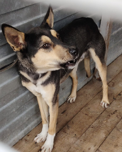 Кличка Дамбо Кличка Дамбо