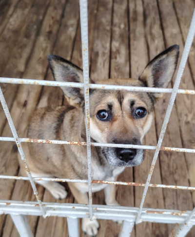 Кличка Найда Кличка Найда