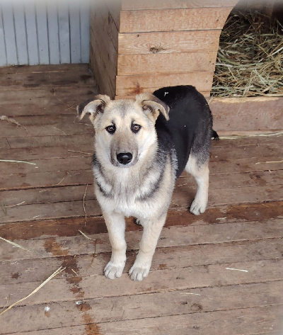 Кличка Муха Кличка Муха