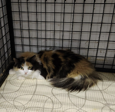 Кличка Маша Кличка Маша