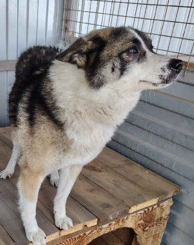 Кличка Лаки Кличка Лаки