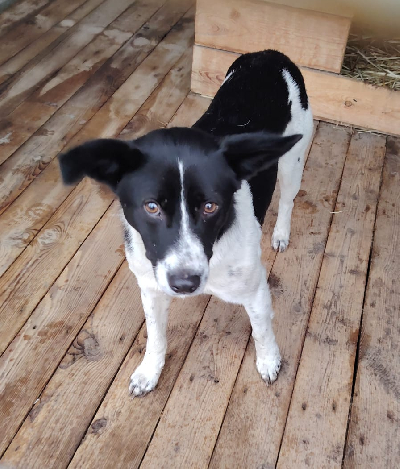 Кличка Витек Кличка Витек