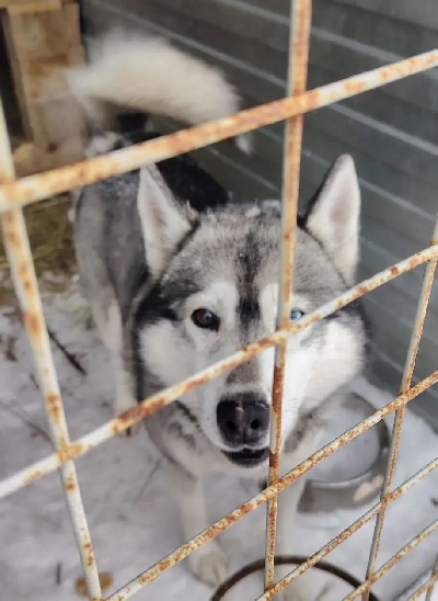 Кличка Кипиш Кличка Кипиш