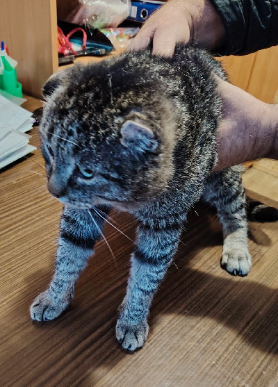 Кличка Вася Кличка Вася