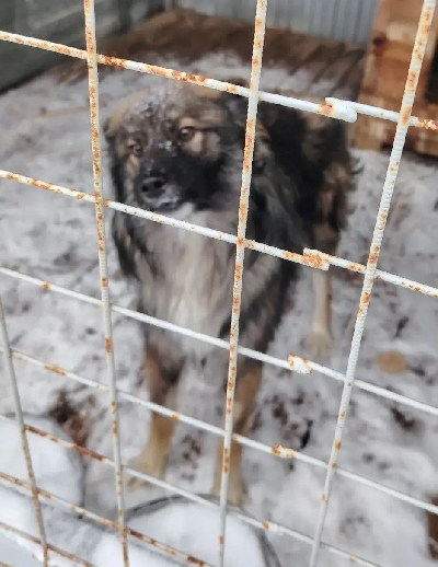 Кличка Фил Кличка Фил