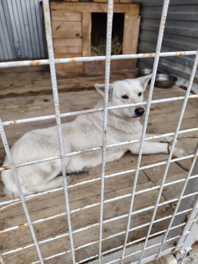 Кличка Белка Кличка Белка