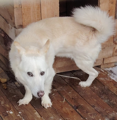 Кличка Беляш Кличка Беляш