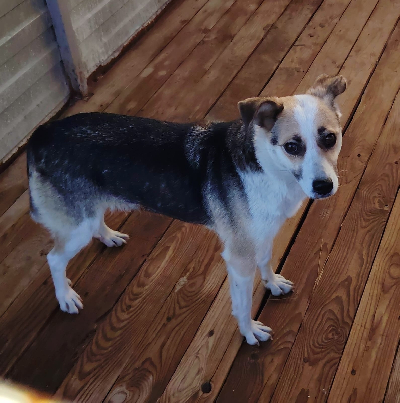 кличка Белка кличка Белка