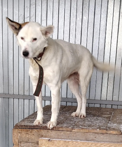 Кличка Бим Кличка Бим