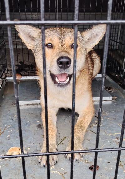 Кличка Рыжик Кличка Рыжик