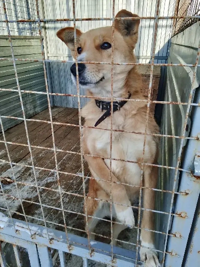 ������ �����