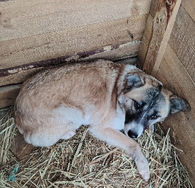 Кличка Найда Кличка Найда