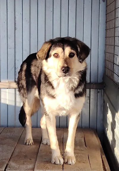 ������ ����