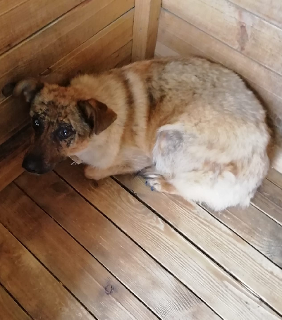 Кличка Малышка Кличка Малышка